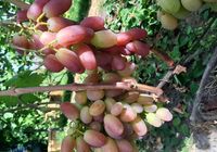 Саженцв сортового винограда... Оголошення Bazarok.ua