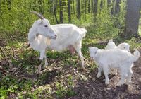 Продам козу... Оголошення Bazarok.ua