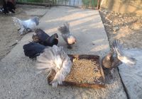 Продам декоративні голуби Павліни... Оголошення Bazarok.ua
