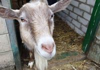 Продам дойных коз по 2500 грн.... Оголошення Bazarok.ua