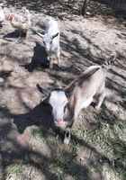 Продам козенят(кізочки) від молочної кози... оголошення Bazarok.ua