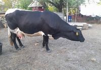 Продається корова... Оголошення Bazarok.ua