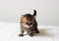Шикарные британские котята окрасов табби, современного типа... оголошення Bazarok.ua