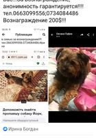 Пропала собака Йорк ему8лет... Объявления Bazarok.ua