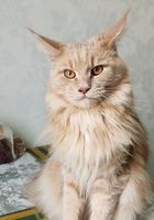 Красивые котята породы мейн-кун ищут любящих мам и пап... Оголошення Bazarok.ua
