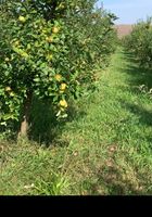 Продам Яблука з власного саду... оголошення Bazarok.ua
