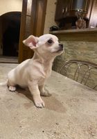 Продается интелигентнейший щенок чихуахуа... Объявления Bazarok.ua