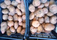 Продам картоплю синьоглазку і алтайку... Оголошення Bazarok.ua