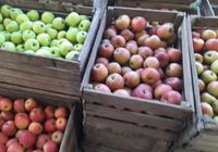 Продам яблука з домашнього саду... оголошення Bazarok.ua