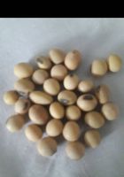Продам зернові бобові масличні культури дзвоніть будут вам помочь... оголошення Bazarok.ua