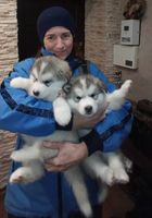 Продам щенков аляскинского маламута... Оголошення Bazarok.ua