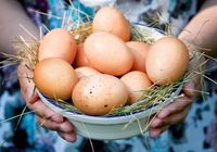 Продам куриные яйца... Объявления Bazarok.ua