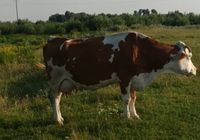 Терміново,продам корову.... Оголошення Bazarok.ua