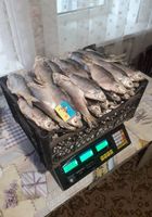 Сушена риба... Оголошення Bazarok.ua