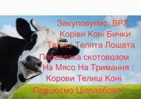 Закуповуємо ВРХ Корови Коні Бички Телиці Телята На Мясо... Объявления Bazarok.ua