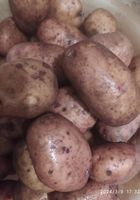 Продам картоплю... Объявления Bazarok.ua