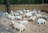 Кози зааненські... Оголошення Bazarok.ua