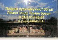Продаж кури-несучки 100 грн(Ломан Сенді Ломан Браун)... Оголошення Bazarok.ua
