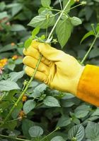 Комфортні рукавички для обрізання троянд та колючих рослин... Объявления Bazarok.ua