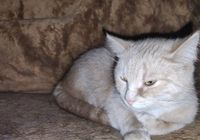 Найдена кошка на Павлово Поле. Если ищете, звоните.... Оголошення Bazarok.ua