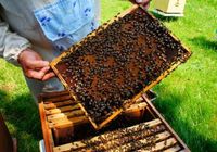 Продам бджолосім'ї, бджолопакети... Оголошення Bazarok.ua