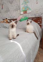 Сиамско тайские котята... Объявления Bazarok.ua