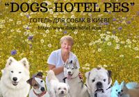 Готель для перетримки собак в Києві - Dogs Hotel... Оголошення Bazarok.ua