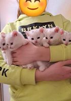 Кошенята біла церква... Объявления Bazarok.ua