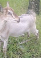 Продам молоду козу... Оголошення Bazarok.ua