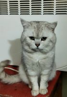 Молодой опытный кот приглашает кошечек на вязку... Оголошення Bazarok.ua
