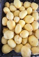 Продам молоду картоплю Рівʼєра... Объявления Bazarok.ua