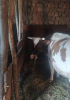 Продам корову тільна з третім телям в дуже хорошому... Оголошення Bazarok.ua