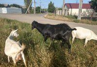 Козел нубиец 2года, козы, козлята... Объявления Bazarok.ua