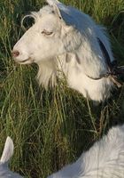 Чудова довгошерстна коза, дійна.... Оголошення Bazarok.ua