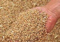 Насіння пшениці,гороху... Оголошення Bazarok.ua
