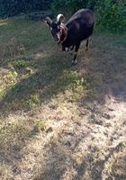 Кози продам (дійні)... Оголошення Bazarok.ua