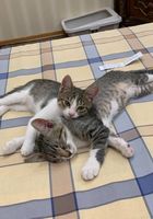 Безкоштовно віддамо двох кошенят (хлопчик і дівчинка) в добрі... Оголошення Bazarok.ua