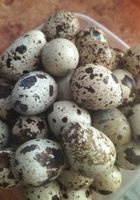 Продам перепелиные яйца... Оголошення Bazarok.ua